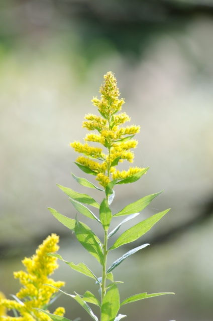 セイタカアワダチソウの黄色い花
