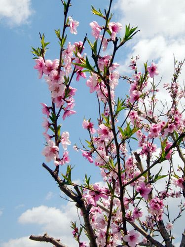 梅と桃と桜の見分け方を写真で 開花時期の違いは 四季のメモノート
