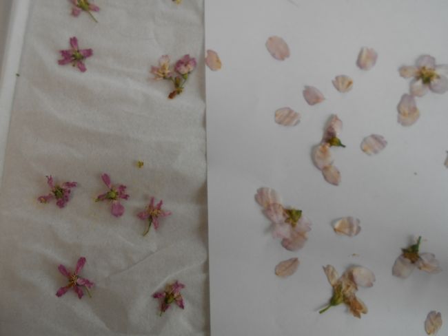 桜の花の押し花の作り方 桜の枝の工作を飾る 四季のメモノート
