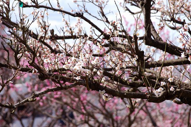 梅と桃と桜の見分け方を写真で 開花時期の違いは 四季のメモノート
