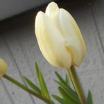 アイスチューリップの白い花