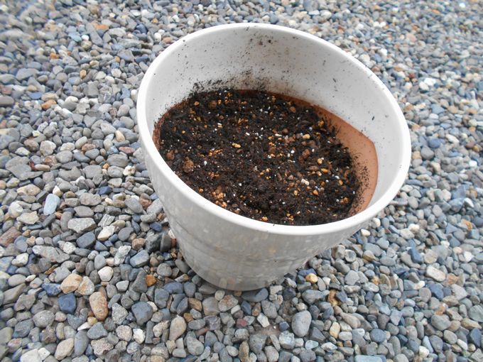 冬咲きチューリップを植える植木鉢