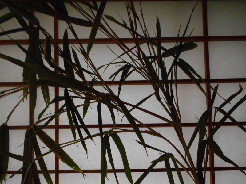 七夕の笹の葉の保存方法